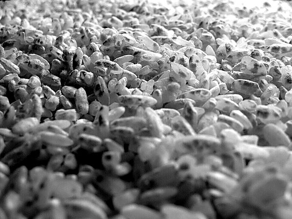 Steamed rice grown out to full sporulation — the seed-maker's product